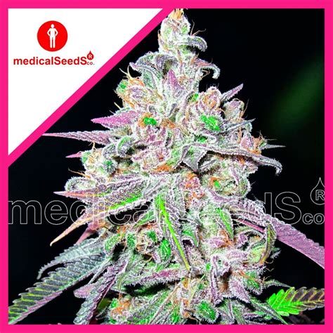 Mendocino Chanel Kush Medical Seeds FEM 